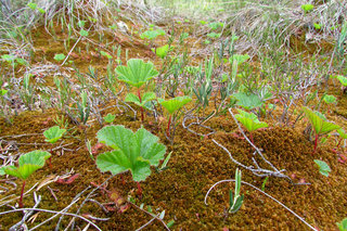 Росянка в морошково-подбеловом «лесу» <br />Sundews In Cloudberry & Marsh Holy Rose “Forest”