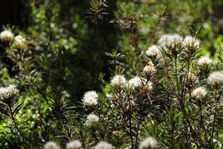 Перламутровки на багульнике <br />Fritillaries On Wild Rosemary