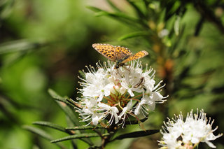 Перламутровки на багульнике <br />Fritillaries On Wild Rosemary