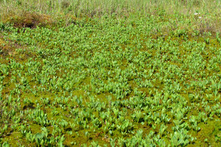 Вахтовая топь <br />Bogbean Bog