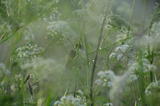 Болотная камышевка <br />Marsh Warbler