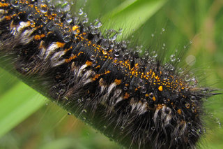 Гусеница травяного коконопряда <br />Drinker Moth Caterpillar