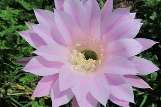 Эхинопсис <br />Echinopsis