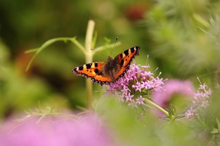 Крапивница <br />Small Tortoiseshell