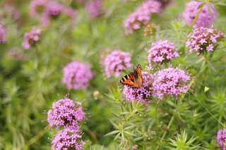 Крапивница <br />Small Tortoiseshell