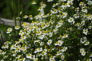 Аптечная ромашка <br />German Chamomile