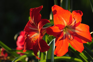 Гиппеаструм <br />Hippeastrum