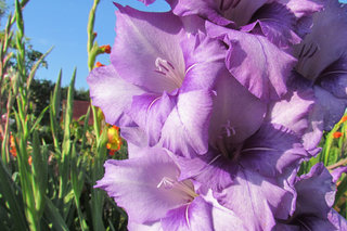 Гладиолус <br />Gladiolus