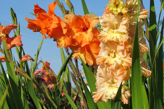 Гладиолус <br />Gladiolus