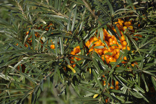 Облепиха <br />Common Sea Buckthorn