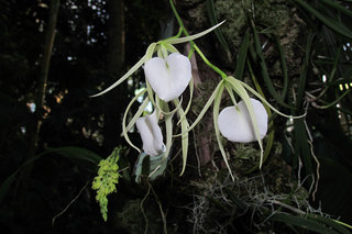 Брассавола узловатая <br />Brassavola Nodosa