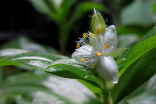 Традесканция <br />Spiderwort