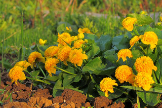 Калужница в закатном свете <br />Marsh Marigold In Sunset Light