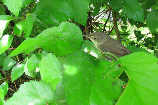 Слёток дома <br />Fledgling At Home