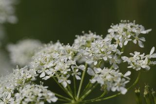 Купырь лесной <br />Wild Chervil