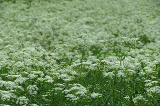 Купырь лесной <br />Wild Chervil