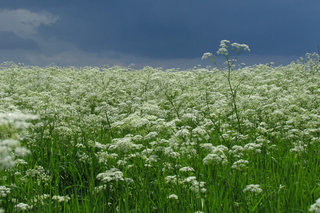 Купырь лесной <br />Wild Chervil