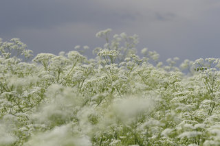 Купырь лесной <br />Wild Chervil