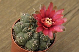 Гимнокалициум (?)Бальди <br />Dwarf Chin Cactus