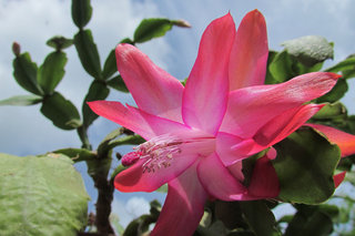 Декабрист <br />Christmas Cactus