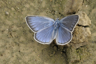 Голубянка в грязи <br />Blue In Mud