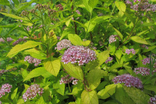 Спирея <br />Spiraea