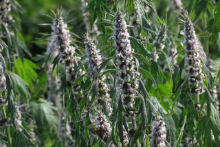 Пустырник <br />Motherwort