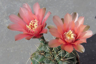 Ещё один гимнокалициум от Балды <br />One More Baldi's Gymnocalycium