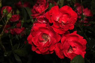 Розы <br />Roses