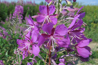 «Олеандр северный» <br />“Northern Rosebay”