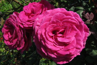 Розы <br />Roses