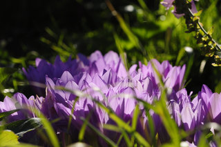 Безвременник <br />Autumn Crocus