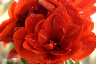 Гиппеаструм «Red lion» <br />Hippeastrum “Red Lion”