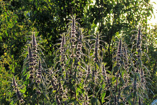 Пустырник на закате <br />Motherwort In Sunset