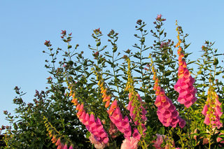 Колокольчики и наперстянка <br />Bellflowers And Foxgloves