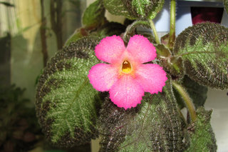Эписция «Pink Panther» <br />Episcia “Pink Panther”