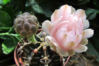 Гимнокалициум Фридриха <br />Gymnocalycium Friedrichii