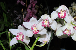 Цимбидиумы <br />Boat Orchids