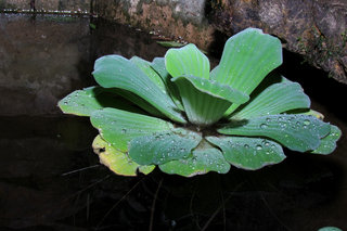 Пистия <br />Water Cabbage