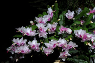 Декабрист <br />Christmas Cactus