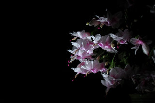 Декабрист <br />Christmas Cactus