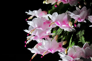 Декабрист <br />Christmas Cactus