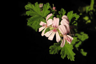 Душистая герань <br />Scented Geranium