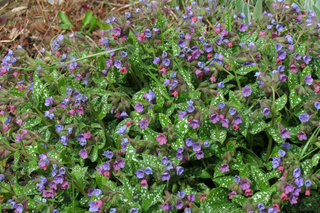 Медуница <br />Lungwort