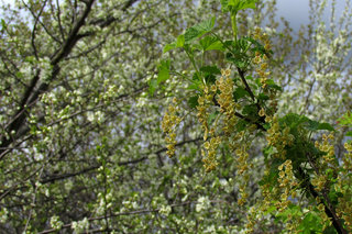 Красная смородина <br />Red Currant