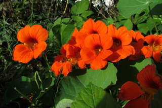 Настурции <br />Nasturtiums