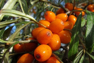 Облепиха <br />Common Sea Buckthorn