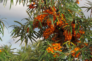 Облепиха <br />Common Sea Buckthorn