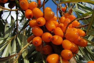 Облепиха <br />Common Sea Buckthorn