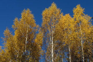 Золотая осень <br />Golden Autumn